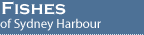 Fishes of Sydney Harbour