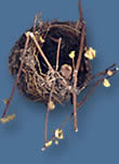 Birds nest