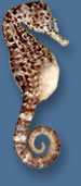 Sea Horse