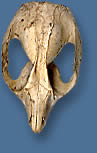 Mammal skull