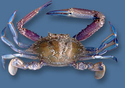 Blue Swimmer Crab